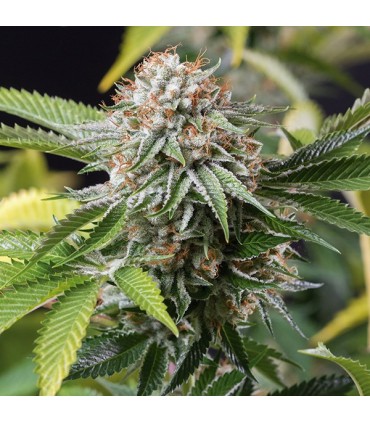 Mango Sapphire  5 u. fem. Humboldt