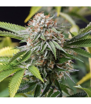 Mango Sapphire fem. Humboldt