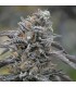 Sapphire OG fem. Humboldt