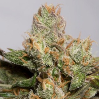 707 Truthband by Emerald Mountain 10 u. fem.Humboldt