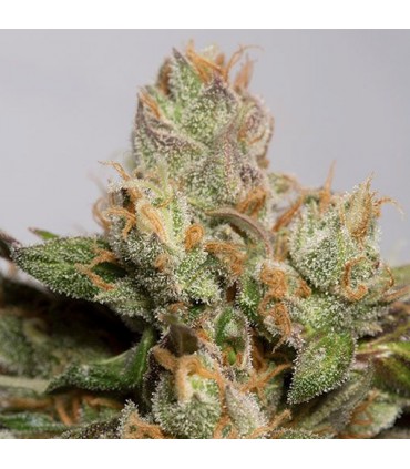 707 Truthband by Emerald Mountain 10 u. fem.Humboldt