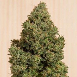 Blue Dream CBD fem. Humboldt