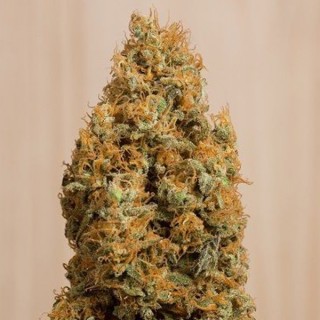 Green Crack CBD fem. Humboldt