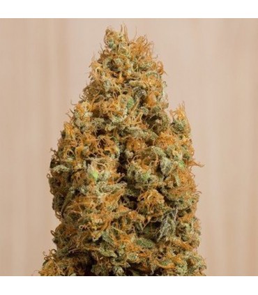 Green Crack CBD fem. Humboldt