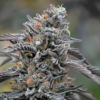 Black D.O.G. 25 u. fem. Humboldt