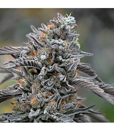 Black D.O.G. 25 u. fem. Humboldt