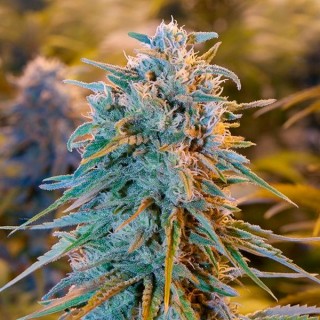 Blue Dream 25 u. fem. Humboldt