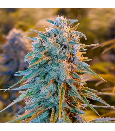 Blue Dream 25 u. fem. Humboldt