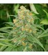 Green Crack 25 u. fem. Humboldt