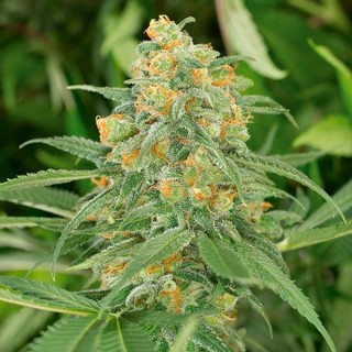 Green Crack 25 u. fem. Humboldt