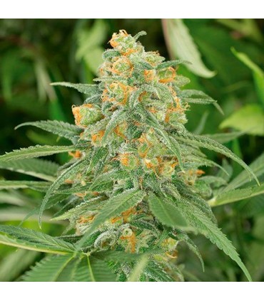 Green Crack 25 u. fem. Humboldt