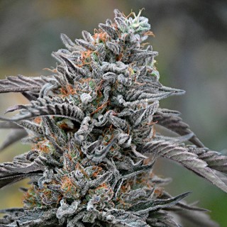 Black D.O.G. 10 u. fem. Humboldt