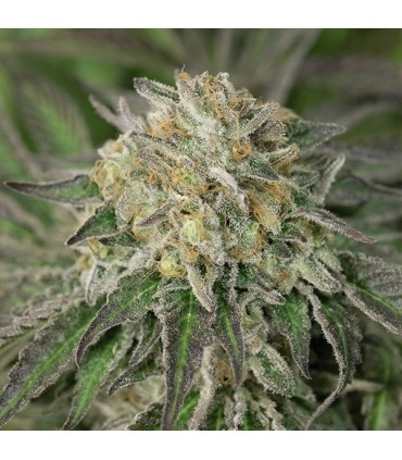 Blue Fire fem. Humboldt