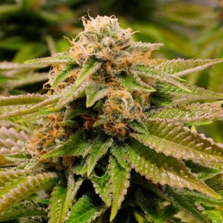 Gorilla Breath 10 u. fem. Humboldt