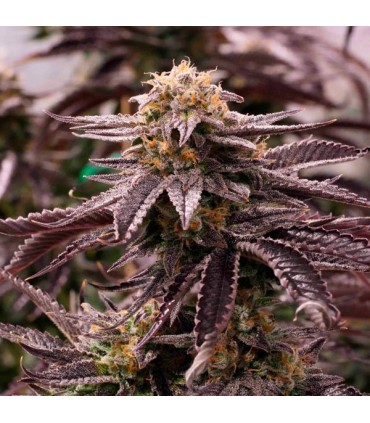 OGKZ 10 u. fem. Humboldt