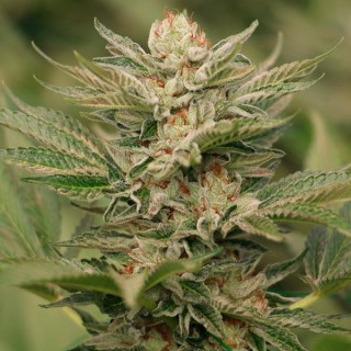 Sapphire Scout fem. Humboldt