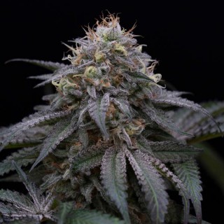 Sugar Breath fem. Humboldt