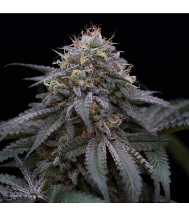 Sugar Breath 10 u. fem. Humboldt