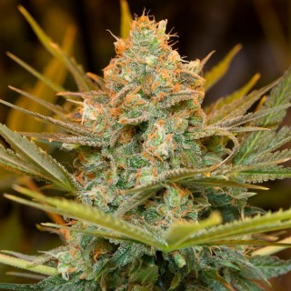 Three Blue Kings fem. Humboldt