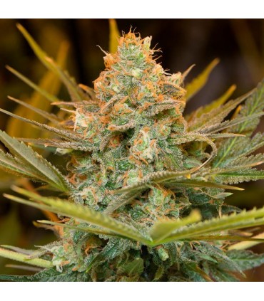 Three Blue Kings 10 u. fem. Humboldt