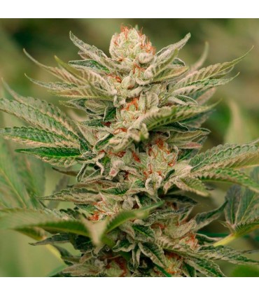 Sapphire Scout  5 u. fem. Humboldt