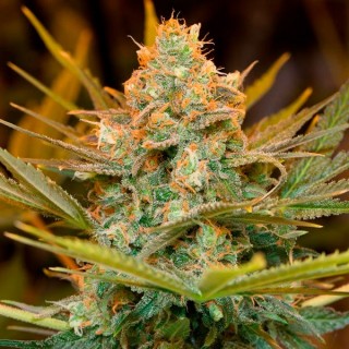 Three Blue Kings 5 u. fem. Humboldt