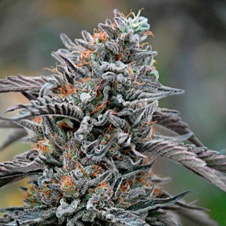 Black D.O.G.  5 u. fem. Humboldt