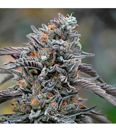 Black D.O.G.  5 u. fem. Humboldt