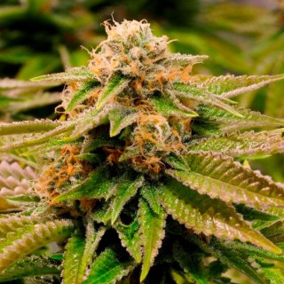 Gorilla Breath  5 u. fem. Humboldt