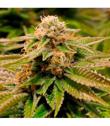 Gorilla Breath  5 u. fem. Humboldt