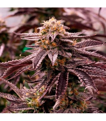 OGKZ  5 u. fem. Humboldt