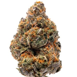 The New fem. Humboldt