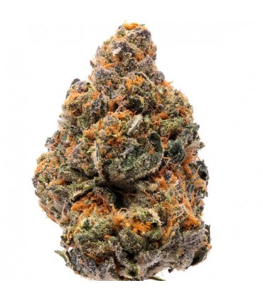 The New  10 u. fem. Humboldt