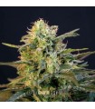 Mamba Negra 3 u. fem. Blimburn Seeds