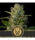 Santa Muerte 3 u. fem. Blimburn Seeds