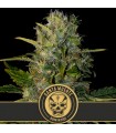 Santa Muerte 3 u. fem. Blimburn Seeds