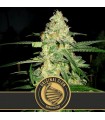 Original Clon 3 u. fem. Blimburn Seeds