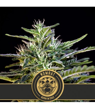 Wombat 3 u. fem. Blimburn Seeds