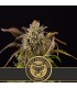 Grizzly Purple Kush 3 u. fem. Blimburn Seeds
