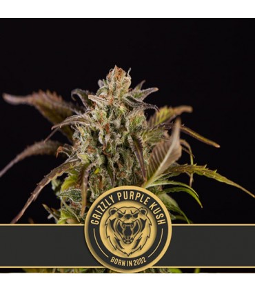 Grizzly Purple Kush 3 u. fem. Blimburn Seeds