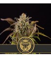 Grizzly Purple Kush 3 u. fem. Blimburn Seeds