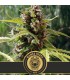 Auto Mamba Negra 3 u. fem. Blimburn Seeds