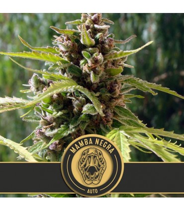 Auto Mamba Negra 3 u. fem. Blimburn Seeds