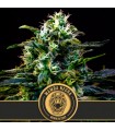 Mamba Negra CBD 3 u. fem. Blimburn Seeds