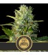 Auto Tangie 3 u. fem. Blimburn Seeds