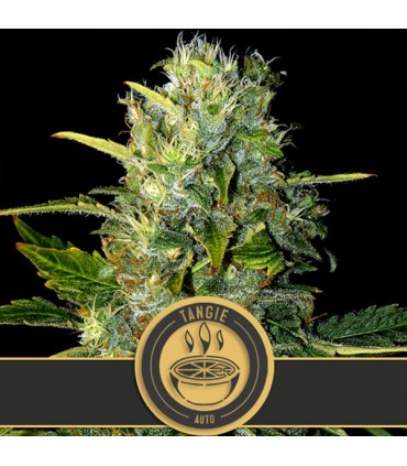 Auto Tangie 3 u. fem. Blimburn Seeds