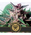 Auto Grizzly Purple 3 u. fem. Blimburn Seeds