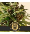 Auto Mamba Negra CBD 3 u. fem. Blimburn Seeds