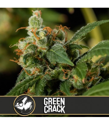 Green Crack 3 u. fem. Blimburn Seeds