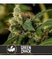 Green Crack 3 u. fem. Blimburn Seeds